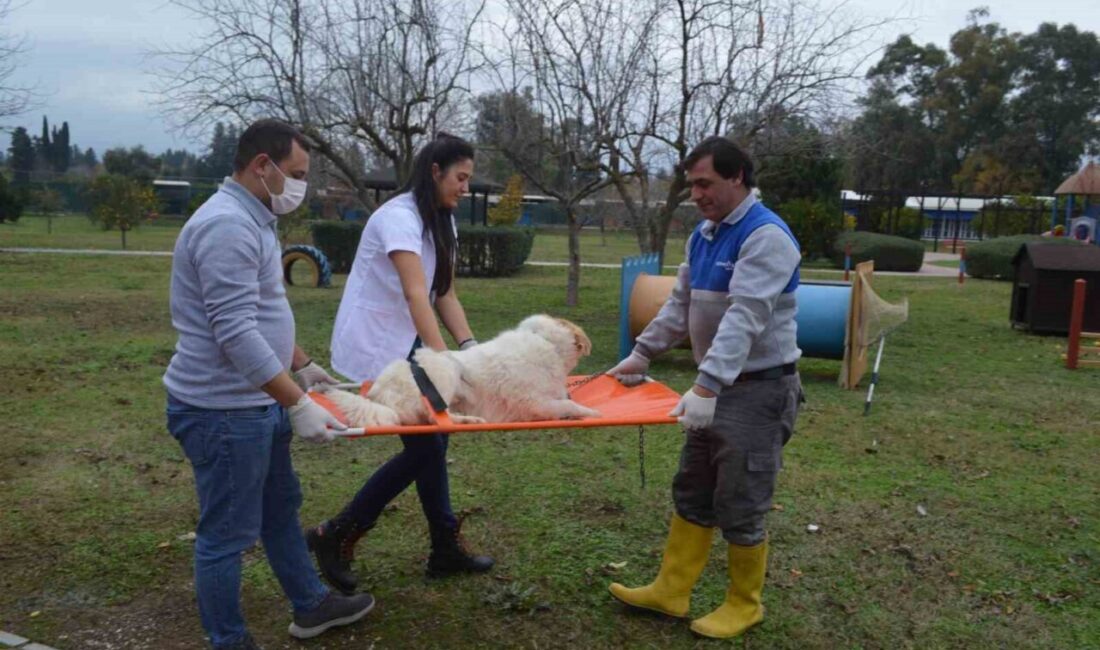 Konyaaltı Belediyesi, hayvan konforunu artırmak ve hijyen standartlarını yükseltmek amacıyla,