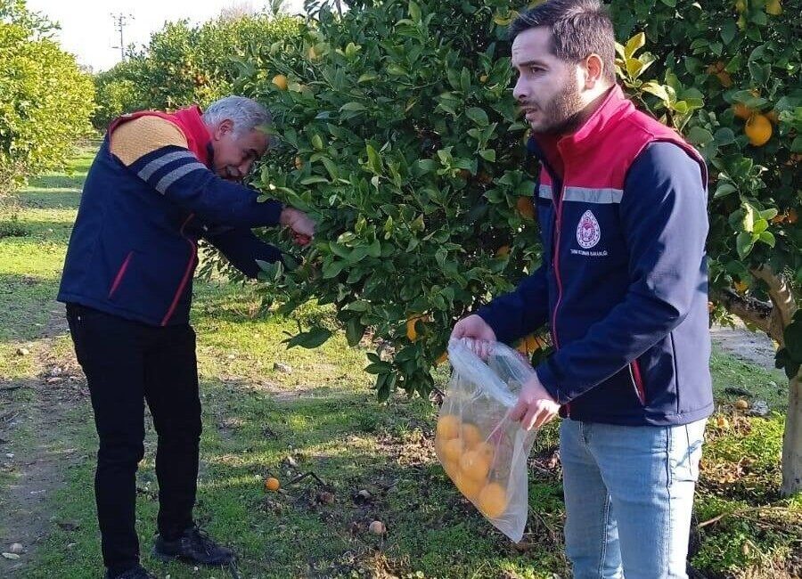 Aydın’da narenciye bahçelerinde yaşanan verim kaybının ardından başlatılan çalışmalar sürerken,