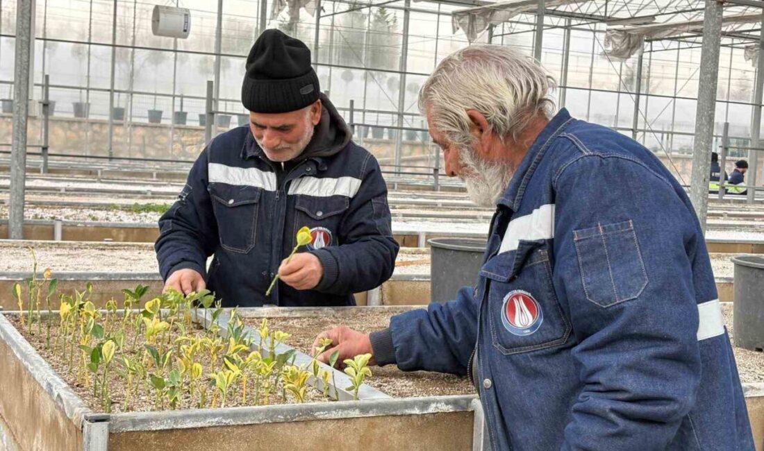 Mevsimine göre farklılık gösteren çeşitli bitki, çiçek, sebze ve ağaç