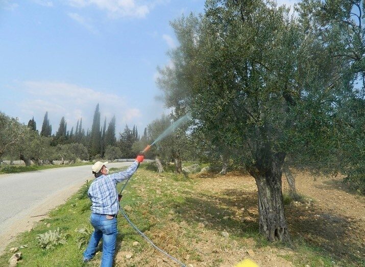 Aydın genelinde etkili olan son yağışların ardından zeytinde halkalı leke