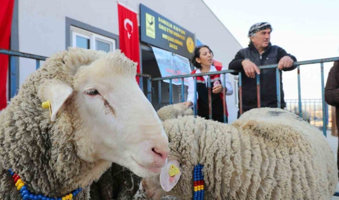 Küçükbaş hayvan üretiminin artırılması ve üreticilerin ekonomik olarak desteklenmesi amacıyla
