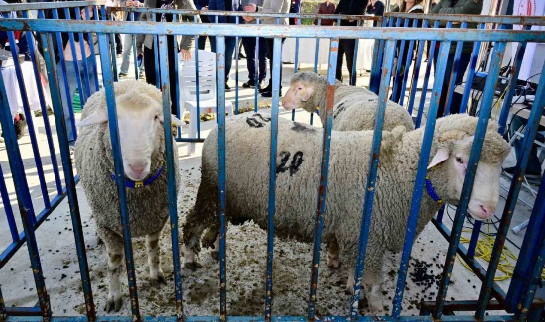 İzmir’in Aliağa ilçesinde, Damızlık Kıvırcık ve Merinos Koyunculuk Tesisi Projesi