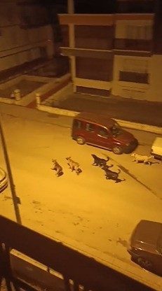 Ankara’nın Altındağ ilçesinde yaşayan vatandaşlar, gruplar halinde gezen köpek sürülerinin