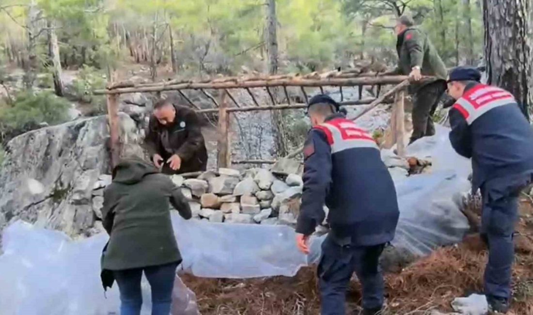 Muğla’da yasa dışı yaban keçisi avlamak için avcılar tarafından ormanlık
