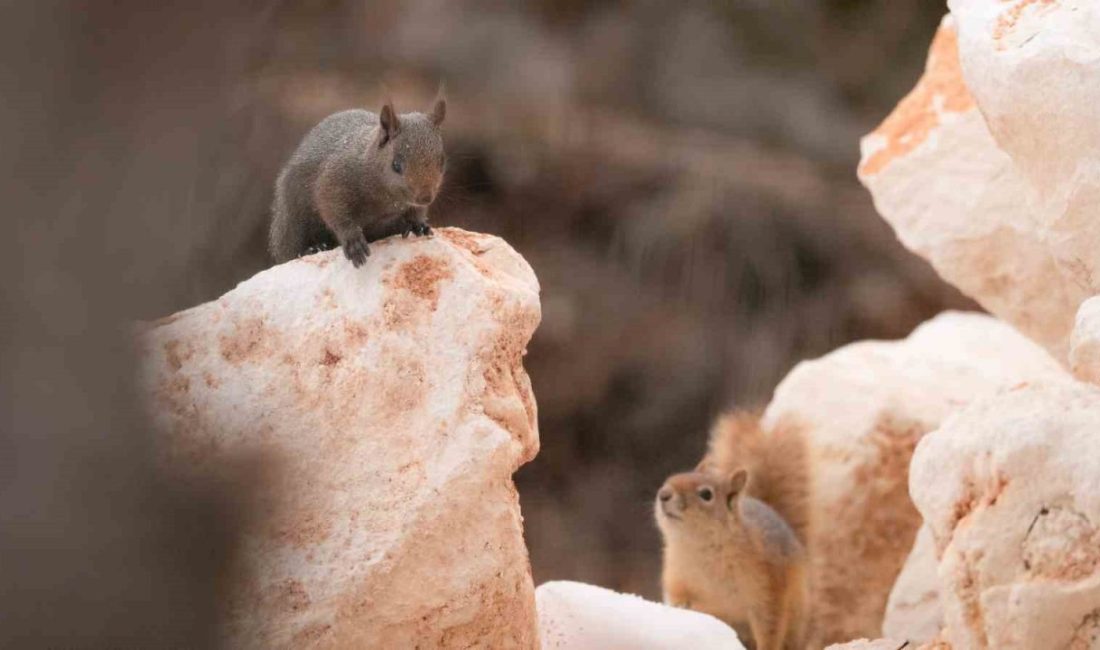 Tunceli’nin Pülümür ilçesinde melanistik olması sebebiyle çok nadir görülen bir