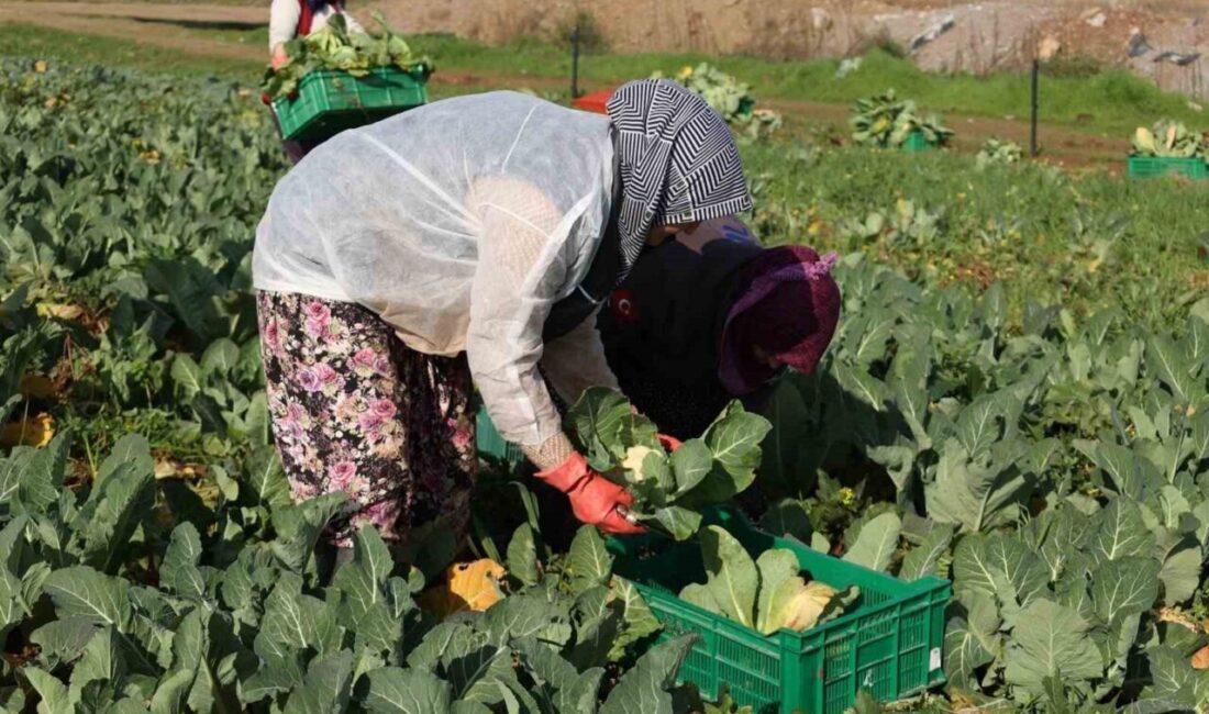 Efeler Belediyesi, Işıklı Mahallesi’nde yetiştirdiği karnabaharların hasadını gerçekleştirdi. Efeler Belediye