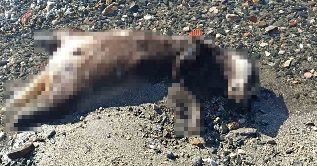 Balıkesir’in Erdek ilçesi Çuğra sahiline vuran ölü porsuk vatandaşları şaşırttı.