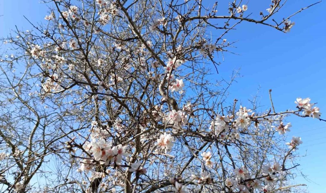 Antalya’nın Gazipaşa ilçesinde mevsim normallerinin üzerinde seyreden hava sıcaklığı nedeniyle
