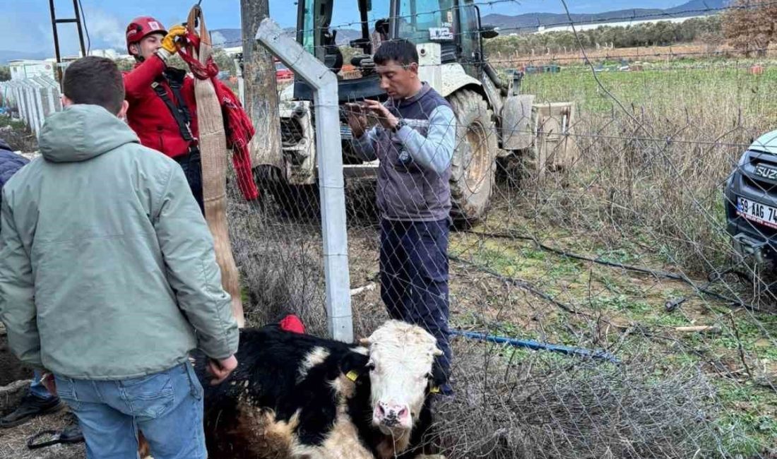 Balıkesir’in Gömeç ilçesinde bir çiftlikte su kuyusuna düşen inek, itfaiye