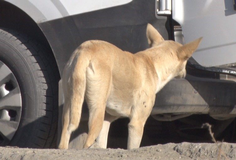 Ankara’nın Mamak ilçesindeki başıboş sokak köpekleri, işe ve okula giden