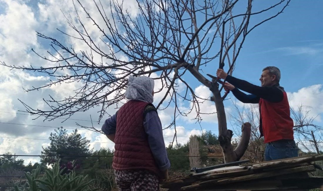Menteşe İlçe Tarım ve Orman Müdürlüğü ekipleri, meyve ağaçlarında hastalık