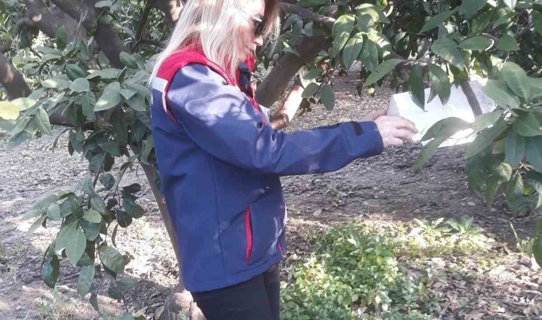 Aydın’da narenciye bahçelerinde yaşanan verim kaybının önüne geçmek hedefiyle başlatılan