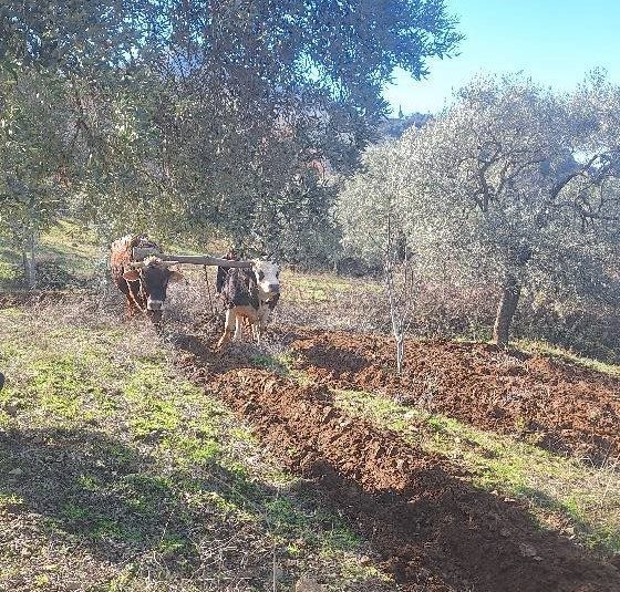 Türkiye’de en fazla incir, kestane ve zeytin üretiminin gerçekleştirildiği illerin
