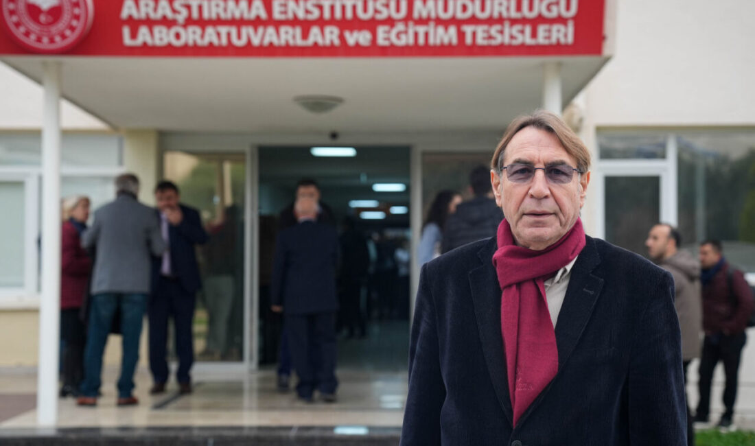 - Zeytin üretimi, önceki yıla göre yaklaşık yüzde 150 artarak