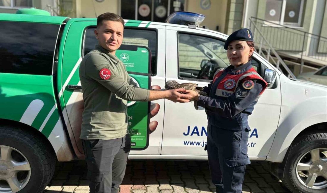 Aydın’ın Çine ilçesinde jandarma ekipleri tarafından yaralı ve halsiz halde