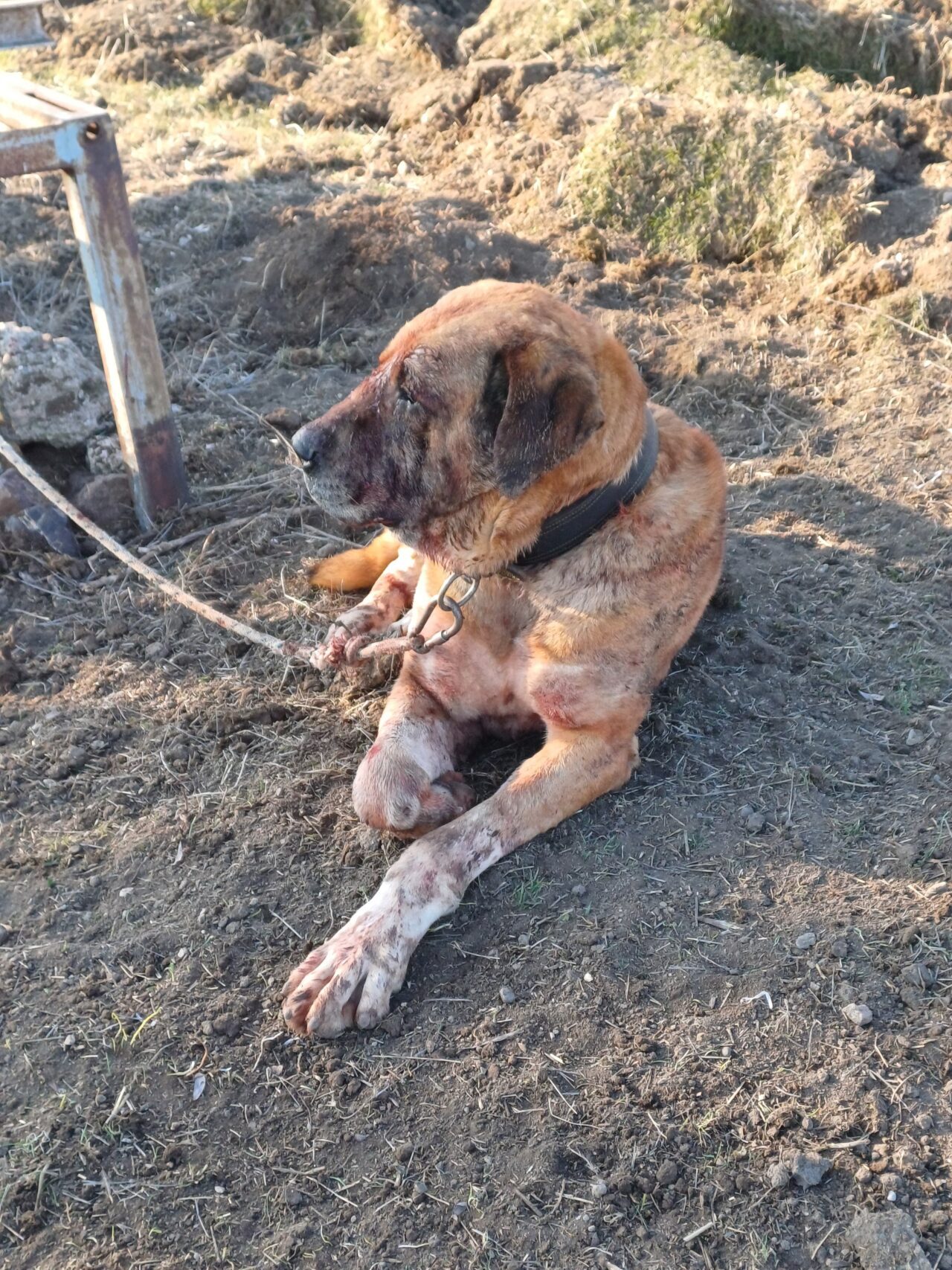 AFYONKARAHİSAR (AA) – Afyonkarahisar'ın Sandıklı ilçesinde köpek dövüştürdükleri ileri sürülen