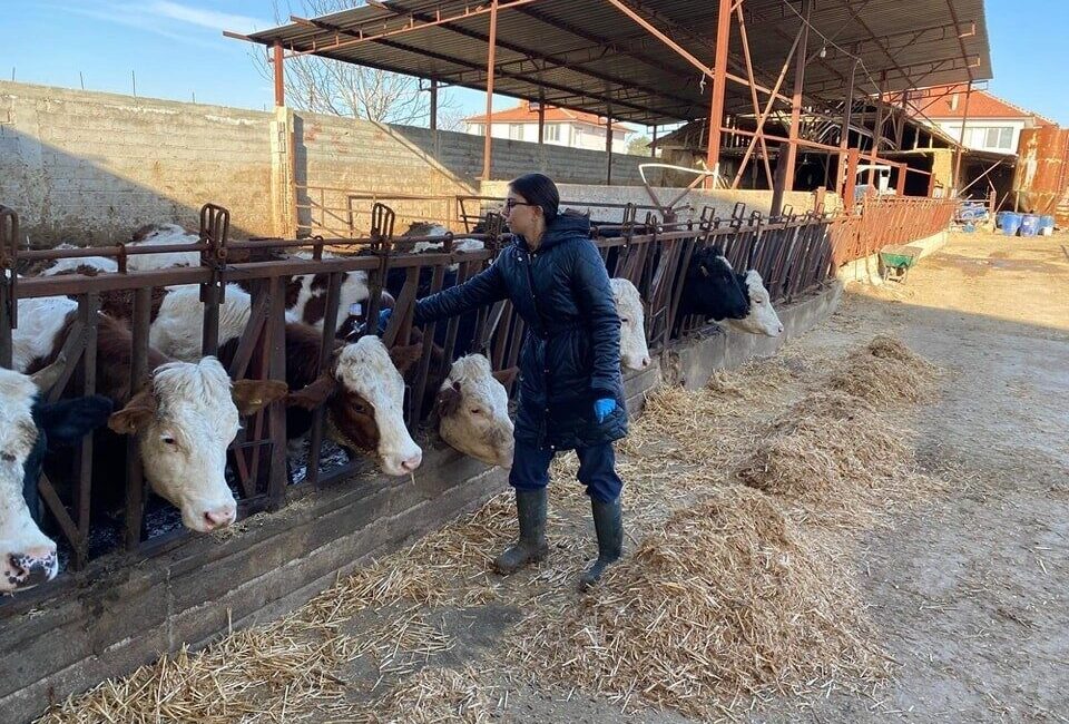 Afyonkarahisar’ın Başmakçı ilçesinde büyükbaş hayvanlara yönelik şap aşısı çalışması başlatıldı.