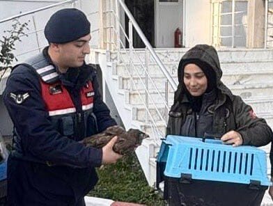 Muğla (AA) – Muğla'nın Datça ilçesinde jandarma ekiplerince yaralı halde