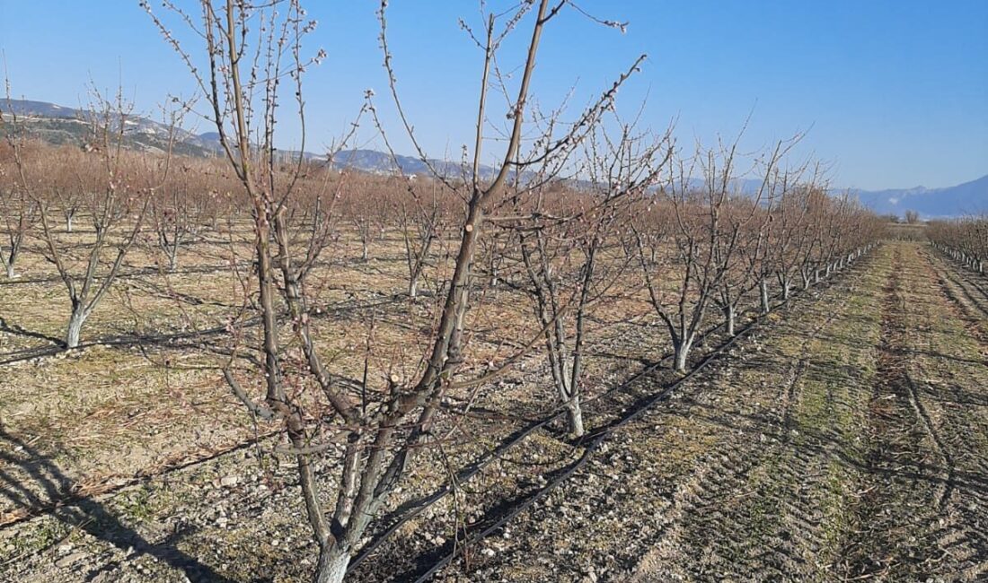 DENİZLİ (AA) – Denizli'nin Pamukkale ilçesinde 20-24 Şubat'ta yaşanan zirai