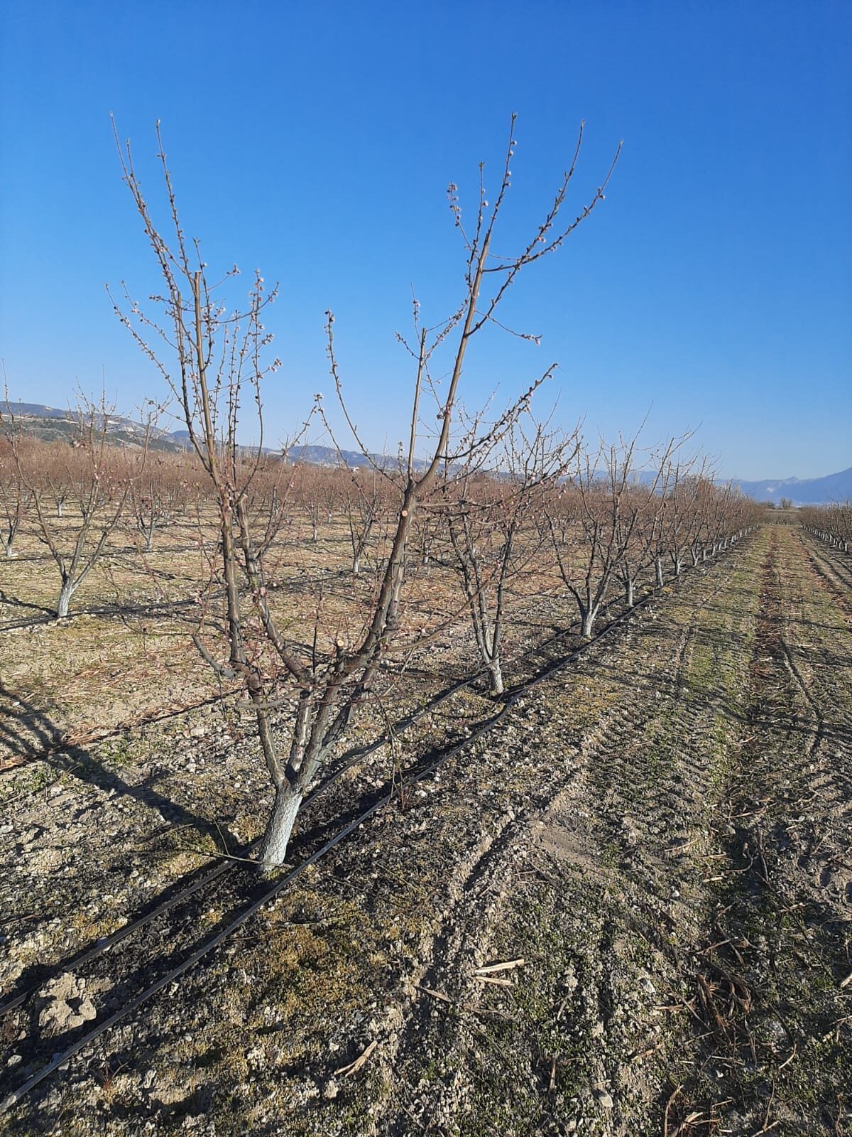DENİZLİ (AA) – Denizli'nin Pamukkale ilçesinde 20-24 Şubat'ta yaşanan zirai