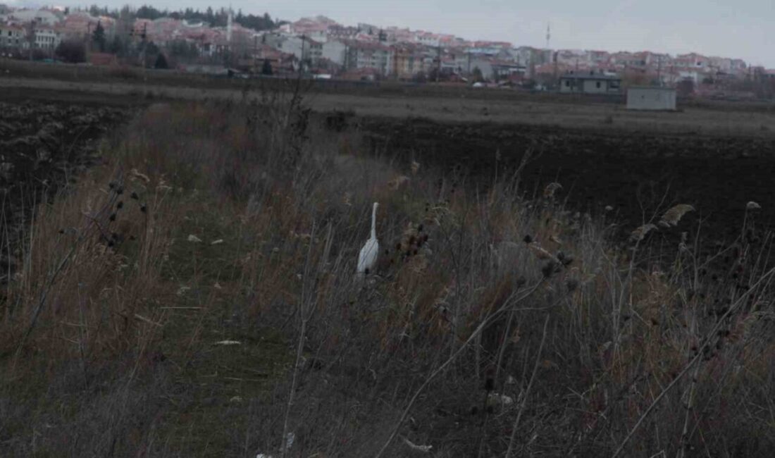 Eskişehir’de kış mevsimi olmasına rağmen boş bir arazide görülen beyaz