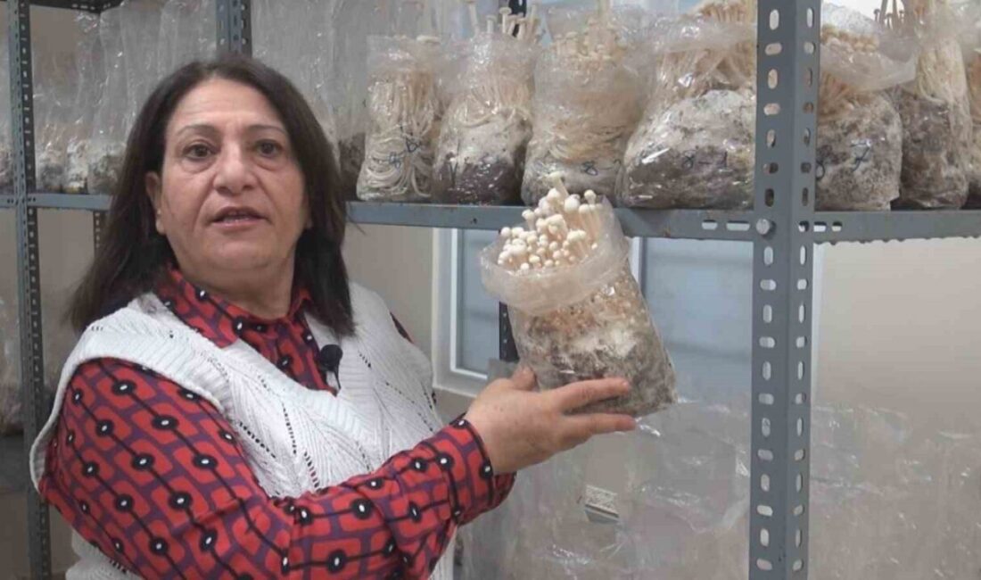 Eskişehir Osmangazi Üniversitesinde (ESOGÜ) enoki mantarı yetiştiriciliği üzerine deneme çalışmaları