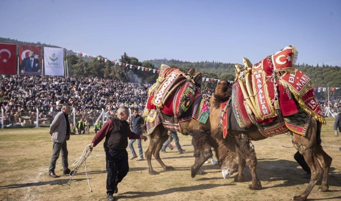 İzmir’in Torbalı ilçesinde, 16. Geleneksel Deve Güreşleri Festivali yapıldı. Torbalı