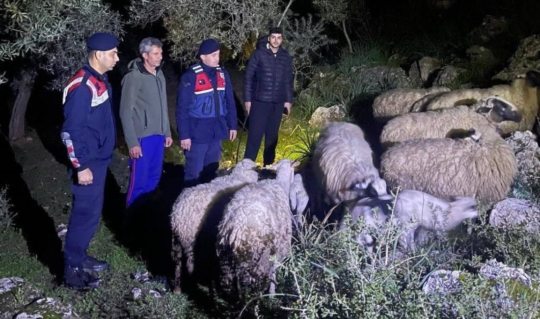 Aydın’ın Germencik ilçesinde kaybolan 16 adet küçükbaş hayvan jandarma ekipleri