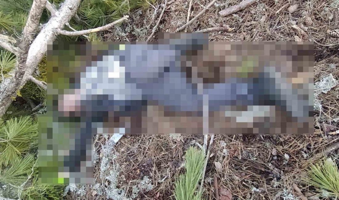 Kütahya’nın Hisarcık ilçesinde ormanda ağaç kesimi yapan işçi, kestiği ağacın
