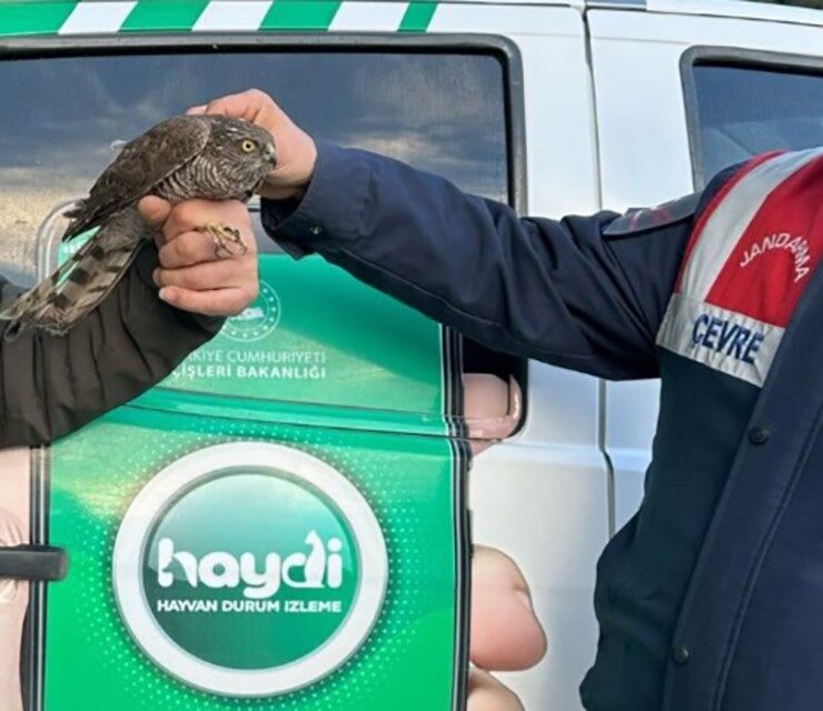 Eskişehir’de jandarma ekiplerinin devriye faaliyeti sırasında yol kenarında yaralı halde