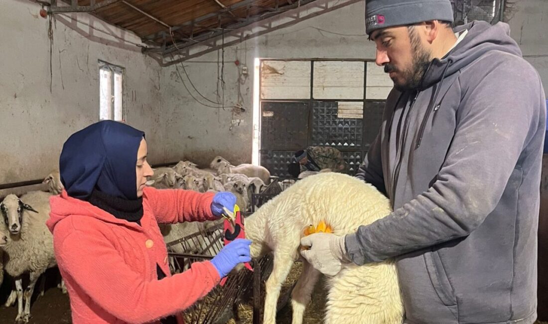 AFYONKARAHİSAR (AA) – Sandıklı ilçesinda küçükbaş hayvanlara veba ve çiçek