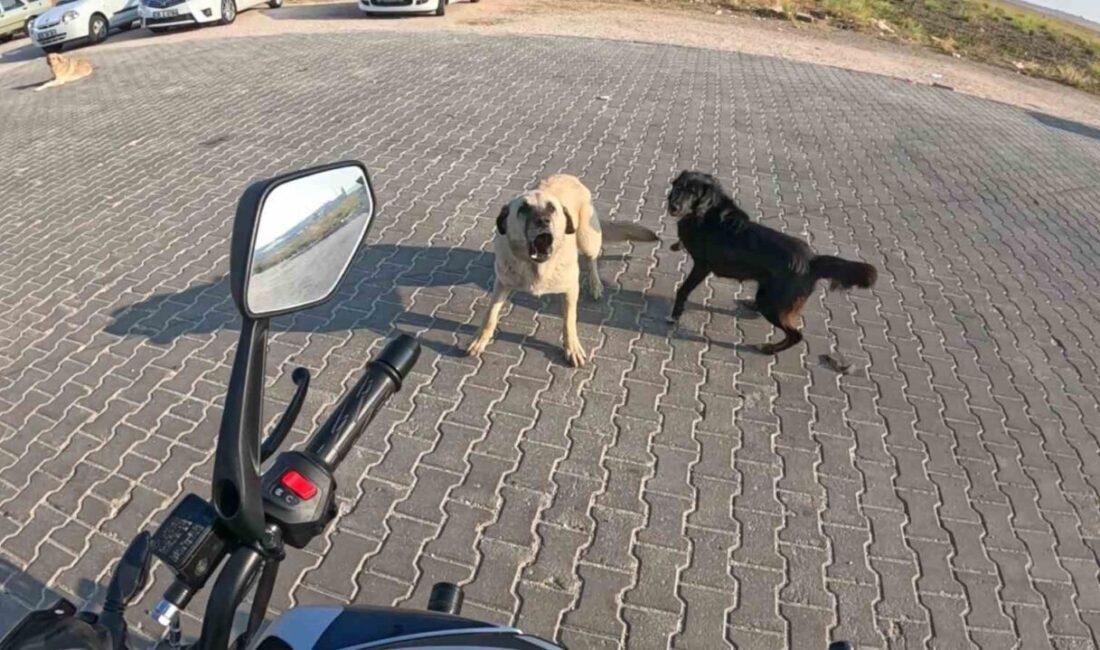Eskişehir’de seyir halindeki motosiklete 3 başıboş köpeğin saldırı anı kask