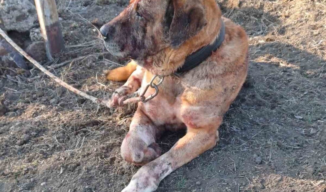 Afyonkarahisar’da yasa dışı köpek dövüştürenlere yönelik yapılan operasyonda 9 köpek