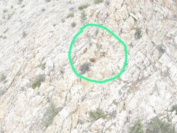 Eskişehir’de bir vatandaşın otlatma yaptığı esnada kaybolan 4 küçükbaş hayvan,