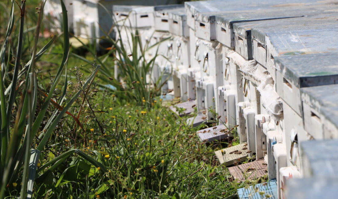 - Muğla'nın Bodrum ilçesinde yaşayan 25 yaşındaki Mehmet Yılmaz, aldığı