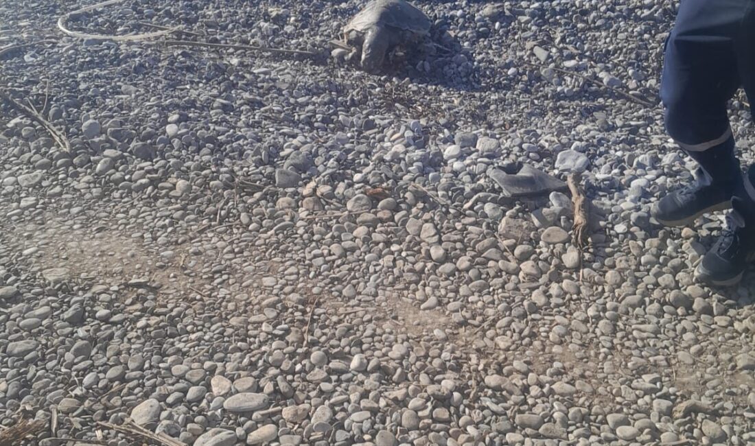 MUĞLA (AA) – Muğla'nın Datça ilçesi sahilinde, ölü caretta caretta