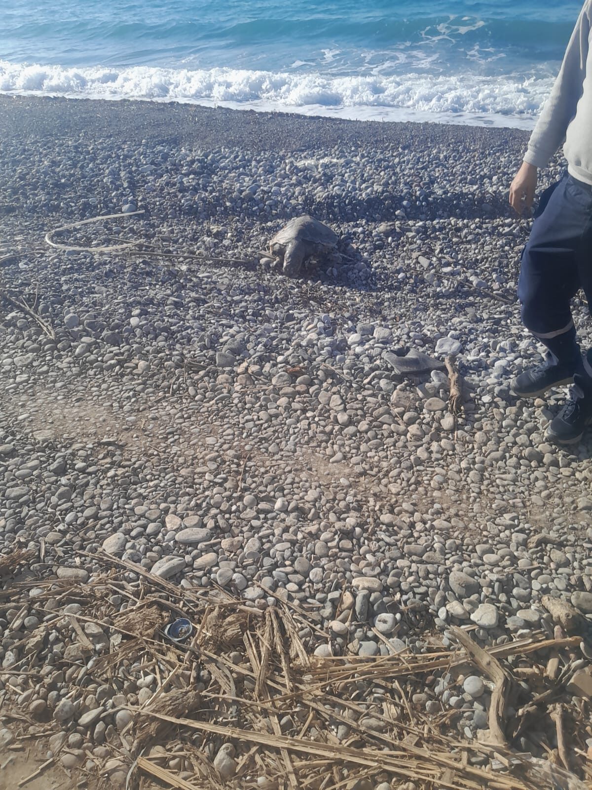 MUĞLA (AA) – Muğla'nın Datça ilçesi sahilinde, ölü caretta caretta