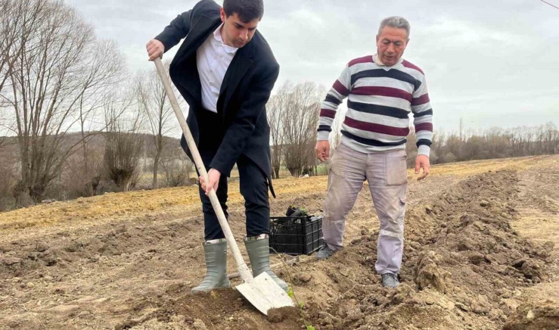 Kütahya’nın Dumlupınar ilçesinde 5 dönüm alana böğürtlen fidelerinin dikiminin gerçekleştirildi.
