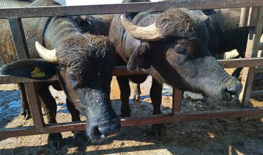 Eskişehir İl Tarım ve Orman Müdürlüğü, yaklaşık 6 bin büyükbaş