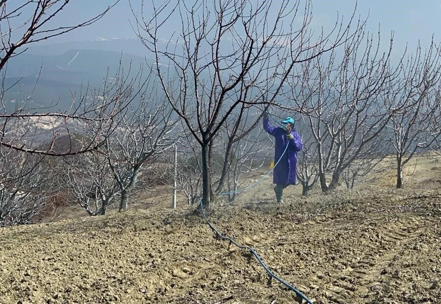 Kütahya’nın Pazarlar ve Şaphane ilçelerinde kiraz, vişne ağaçlarına fungal ve