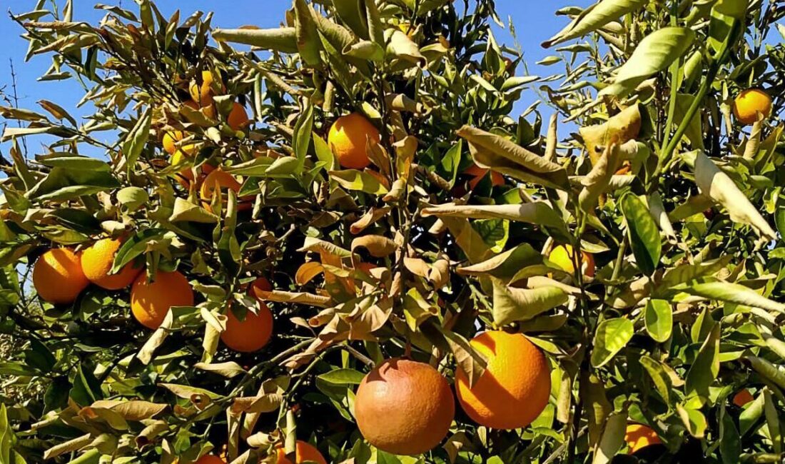 MUĞLA (AA) – Muğla'da, Tarım ve Orman Müdürlüğü ekipleri don