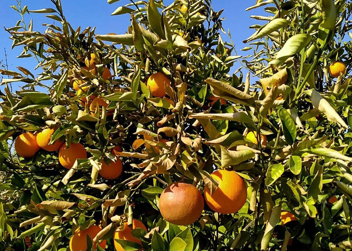MUĞLA (AA) – Muğla'da, Tarım ve Orman Müdürlüğü ekipleri don