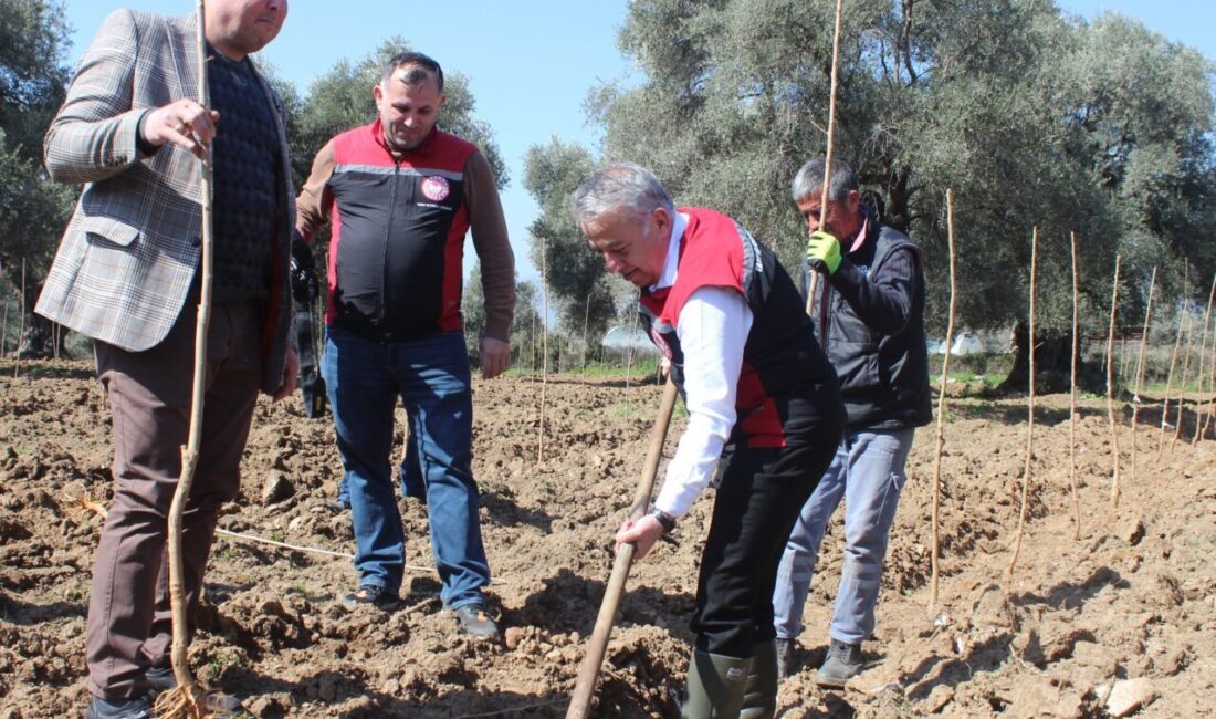 İZMİR (AA) – İzmir'in Ödemiş ilçesinde, ipek böceği yetiştiriciliğinde verimin