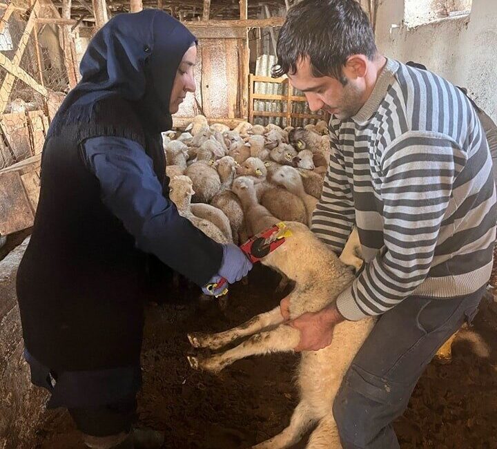 Afyonkarahisar’ın Sandıklı ilçesinde küçükbaş hayvanlara yönelik aşılama kampanyası başlatıldı. Sandıklı