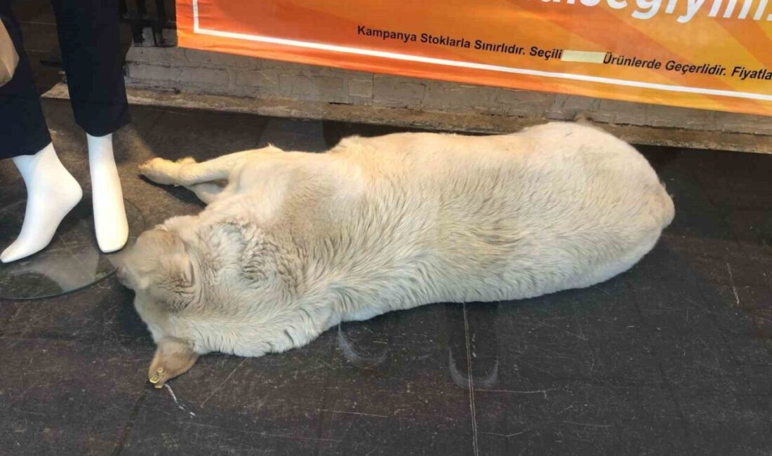 Eskişehir’de hava sıcaklarından etkilenen sokak köpeği çözümü mağaza vitrinine sığınarak