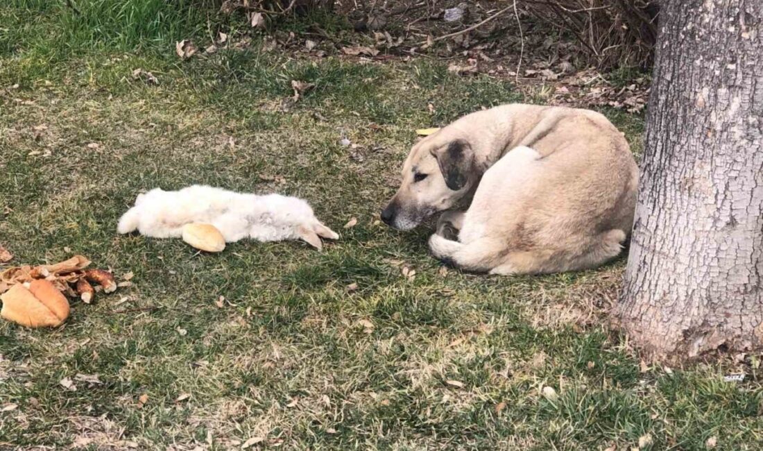 Eskişehir’de bir sokak köpeği arkadaşı olduğu iddia edilen tavşanı öldükten