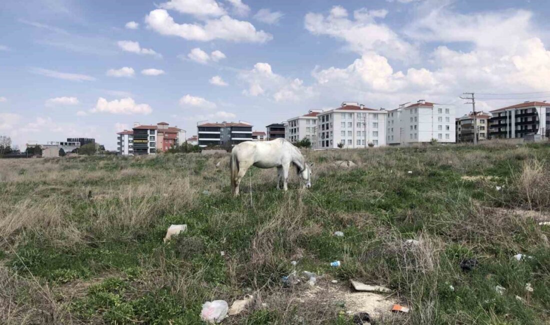 Eskişehir’in kırsal kesimlerinde başıboş atlar, artan sıcaklıklarla birlikte park ve