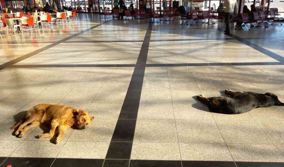 Eskişehir’de bazı sokak köpekleri, hava sıcaklıklarının düşük olması nedeniyle ısınmak