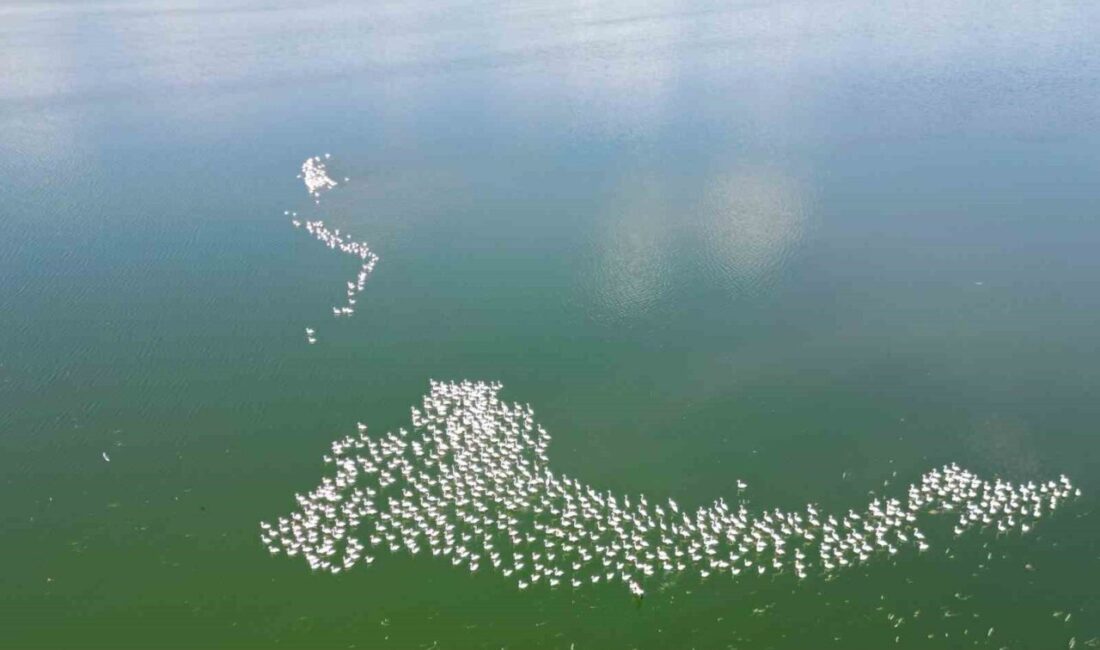Allı turna olarak da bilinen flamingolar her yıl olduğu gibi