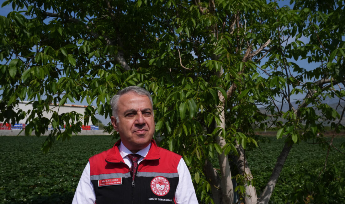İZMİR (AA) – İzmir Tarım ve Orman Müdürü Mustafa Şahin,